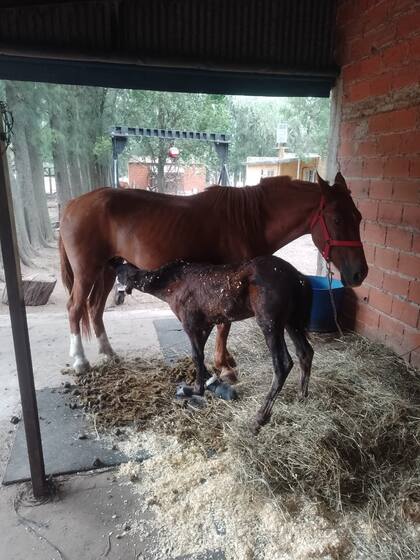 "Helena se sostenía unos minutos y tomaba la leche de la madre, pero luego volvía a echarse. Fue devastador verla apagarse"