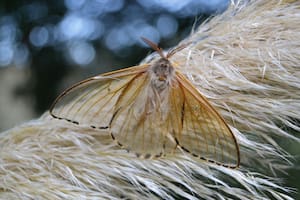 Mariposas de alas transparentes, las "hadas" de los pastizales
