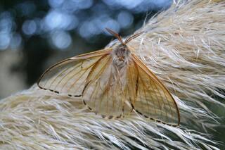 Mariposas de alas transparentes, las "hadas" de los pastizales