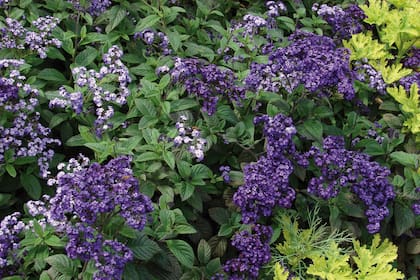 Heliotropium arborescens (heliotropo), un subarbusto o hierba de hasta 1,5 m de altura; las variedades enanas no superan los 30 cm de altura.