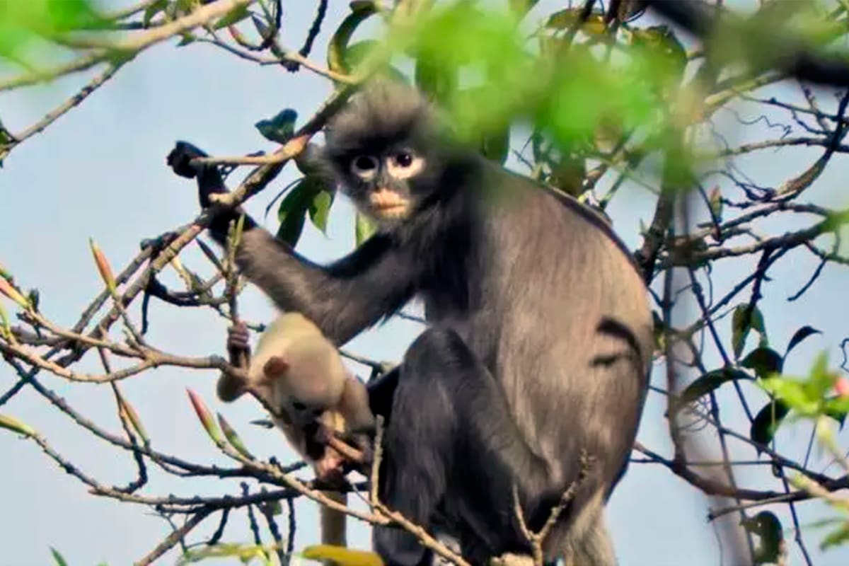 Hembra adulta y juvenil de Popa langur (Trachypithecus popa) en el cráter del Monte Popa, Myanmar