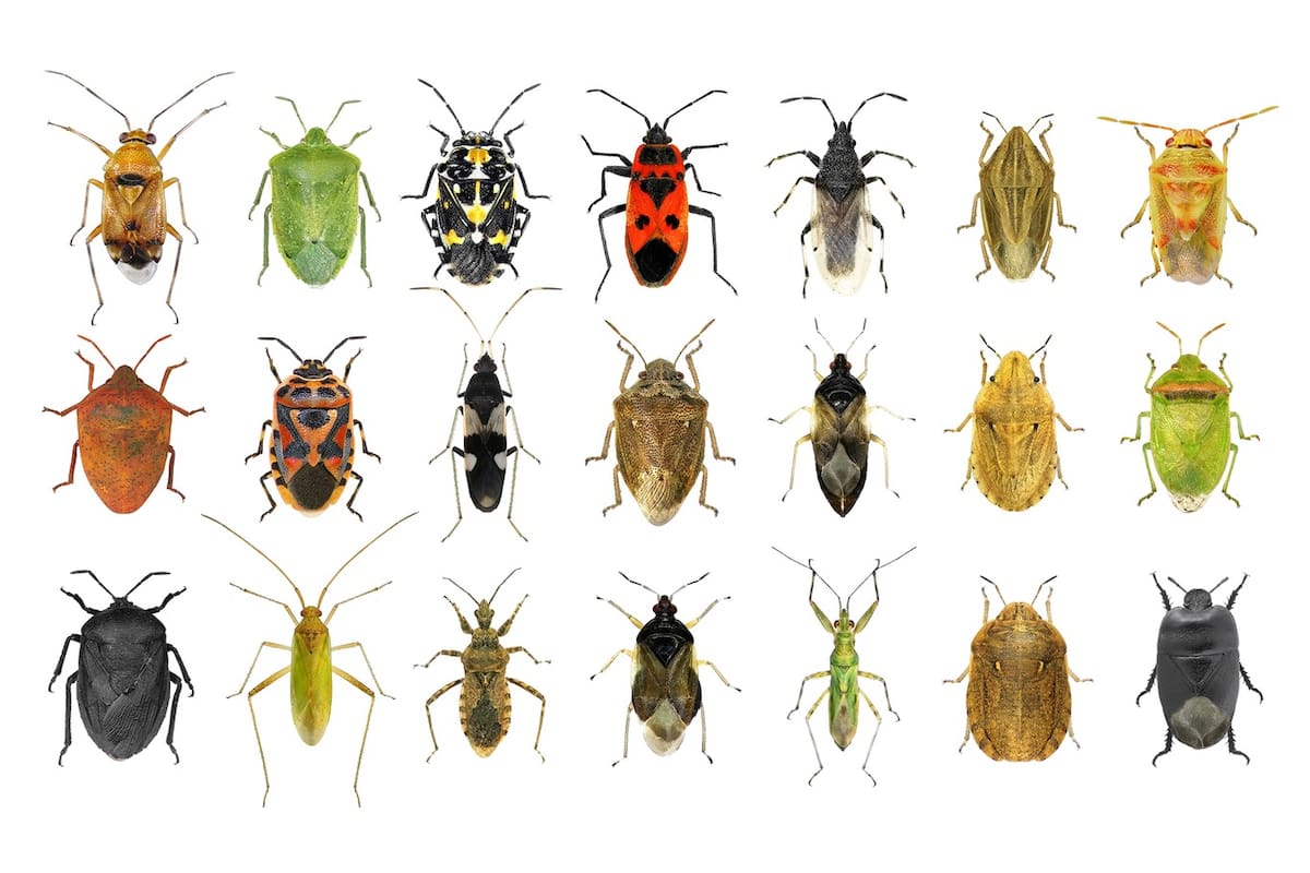 Hemípteros variopintos. Hay más de 45.000 especies, muchas se alimentan de la savia de las plantas