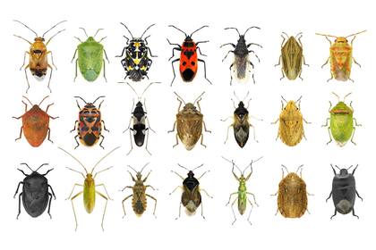 Hemípteros variopintos. Hay más de 45.000 especies, muchas se alimentan de la savia de las plantas