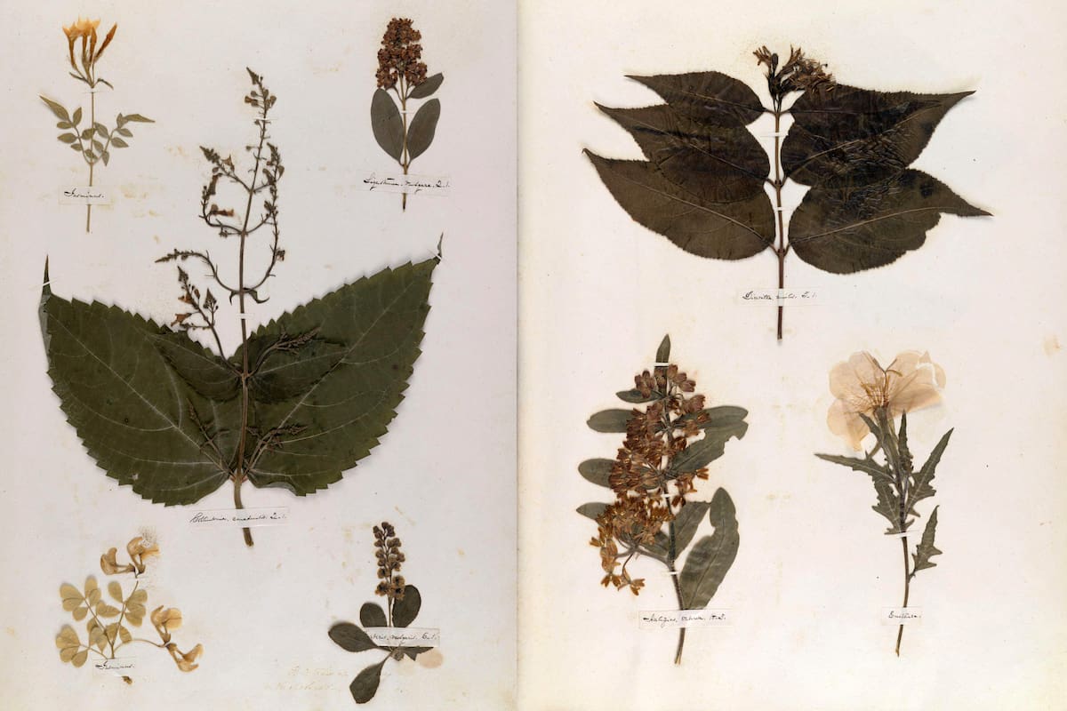 Herbario de Emily Dickinson