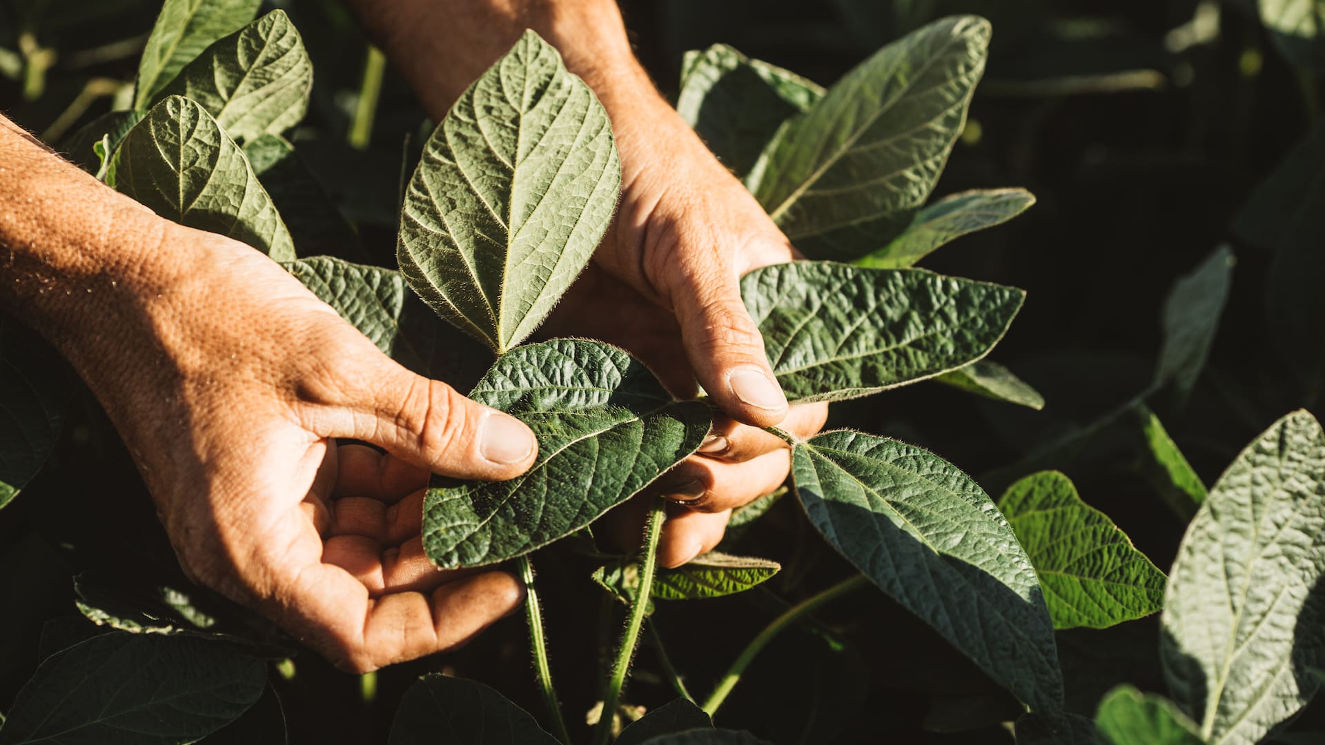 Herbicidas, variedades e inoculantes: todas las novedades para la siembra de soja.