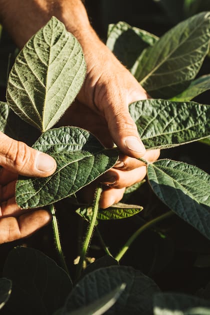 Herbicidas, variedades e inoculantes: todas las novedades para la siembra de soja.