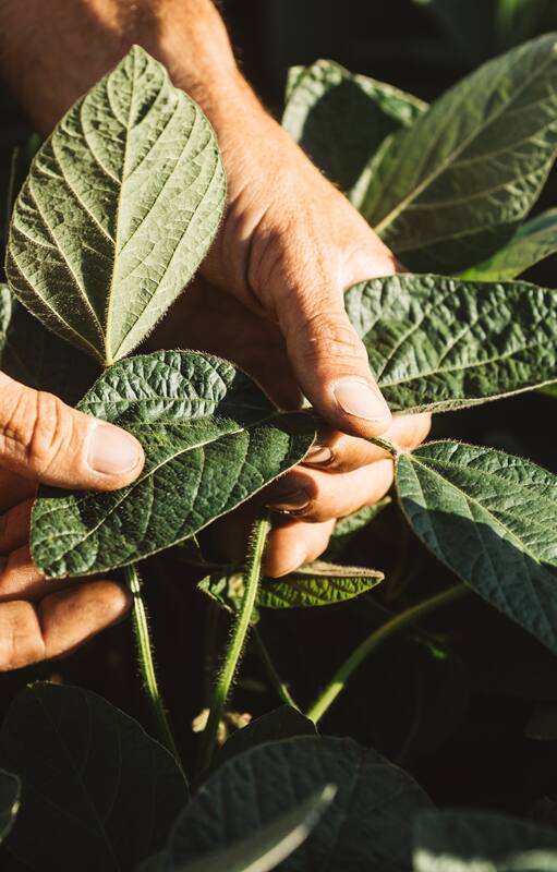 Herbicidas, variedades e inoculantes: todas las novedades para la siembra de soja.