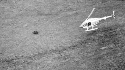 Hércules fue encontrado después de haber desaparecido por 24 días