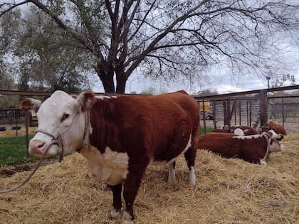 Hereford en Tandil: durante la jornada de hoy se realizó el ingreso, las mediciones y admisión