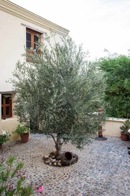 Hermoso ejemplar de olivo en un espacio central del diseño de un jardín.