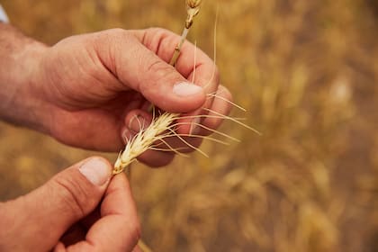 Hay fuertes pérdidas en la cosecha de trigo por las heladas y la sequía