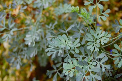Hervir la planta de ruda en Semana Santa contribuye a la liberación de la mala energía en el hogar y prepara el ambiente para recibir el Domingo de Pascua en paz (Fuente: ARCHIVO)