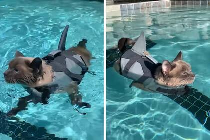 Hester es una tierna gatita que está aprendiendo a nadar