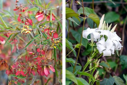 Heteropterys glabra y Mandevilla laxa, dos trepadoras aptas para pasar temporadas con poco riego