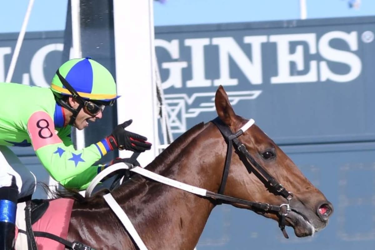 Hi Pocho, uno de los favoritos del GP Jockey Club, que ganó su padre Hi Happy hace 15 años