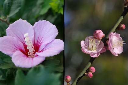 Hibiscus y Prunus