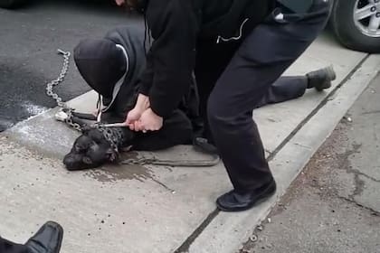 Hicieron falta tres personas para someter al pitbull