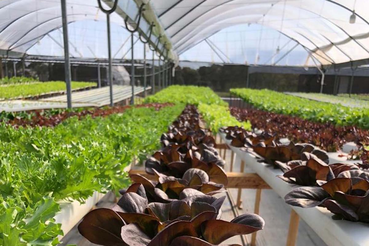 Hidroponia, como esta creciendo el uso de cultivos en agua, sin tierra. Basicamente apunta a horticultura.
Fotos Gentileza El Llano.