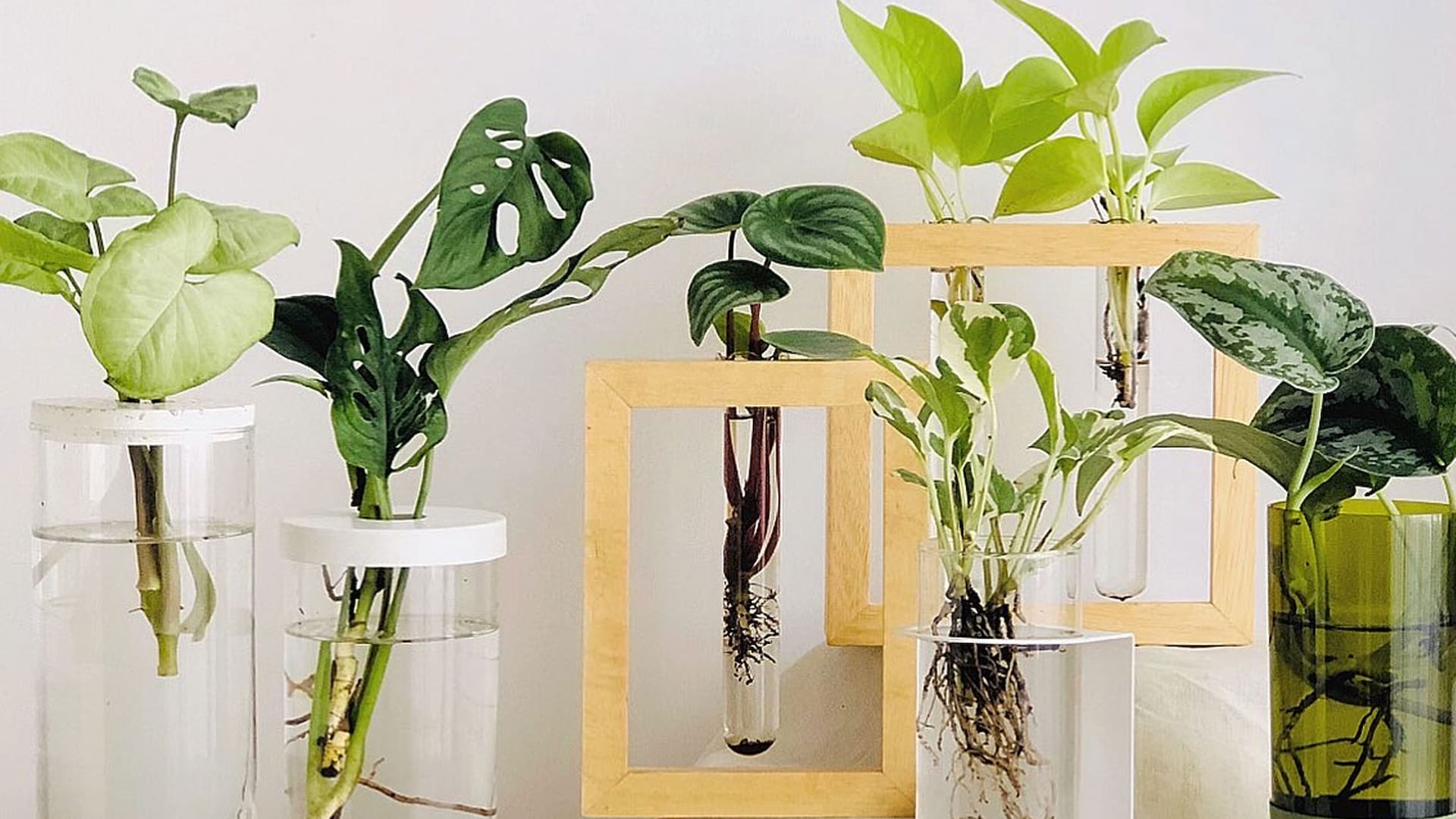 Hidroterrarios, un clásico que se renueva y es un hit en la decoración con plantas.