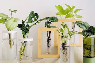 Hidroterrarios, los nuevos objetos de deseo para decorar con plantas