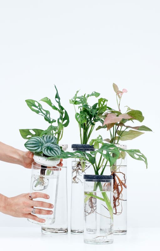 Hidroterrarios, un clásico que se renueva y es un hit en la decoración con plantas.