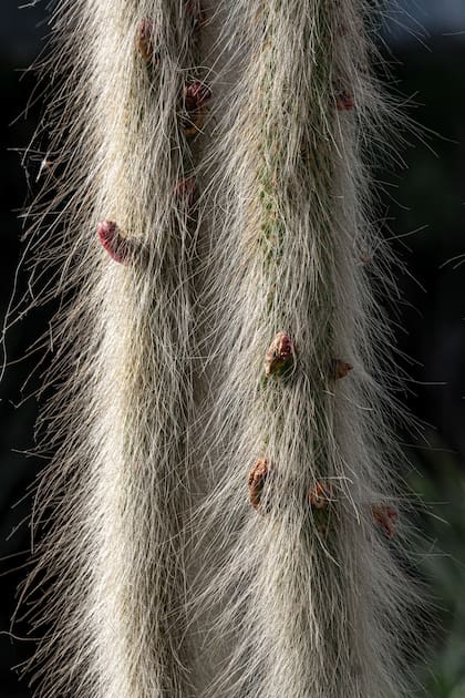 Hildewintera colademononis