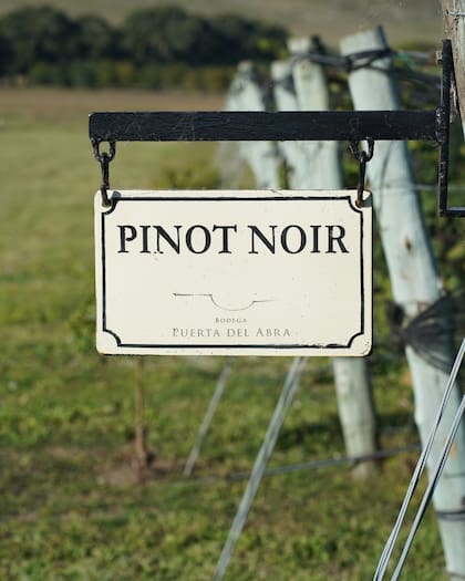 Hileras de Pinot Noir en Balcarce, provincia de Buenos Aires