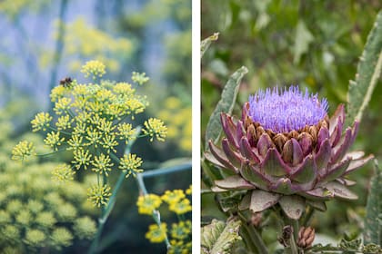 Hinojo Foeniculum vulgare y alcaucil, dos especies de la huerta con una belleza sutil