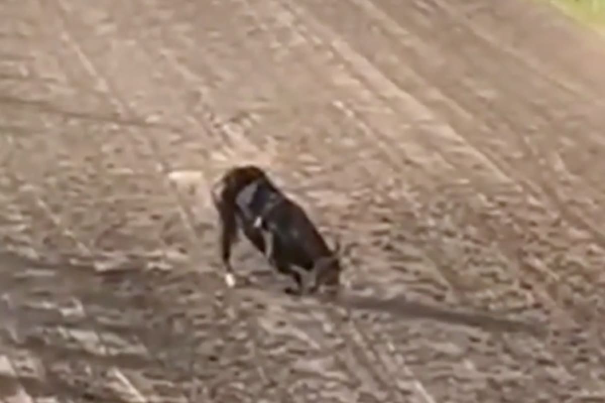 Hipódromo de Rosario: un caballo se quebró las patas delanteras y fue sacrificado en plena carrera