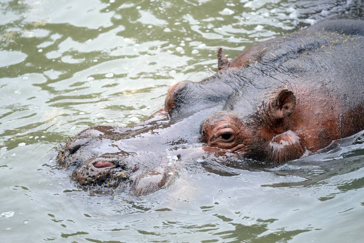 Hipólito era considerado entre sus cuidadores como un animal dócil y amigable