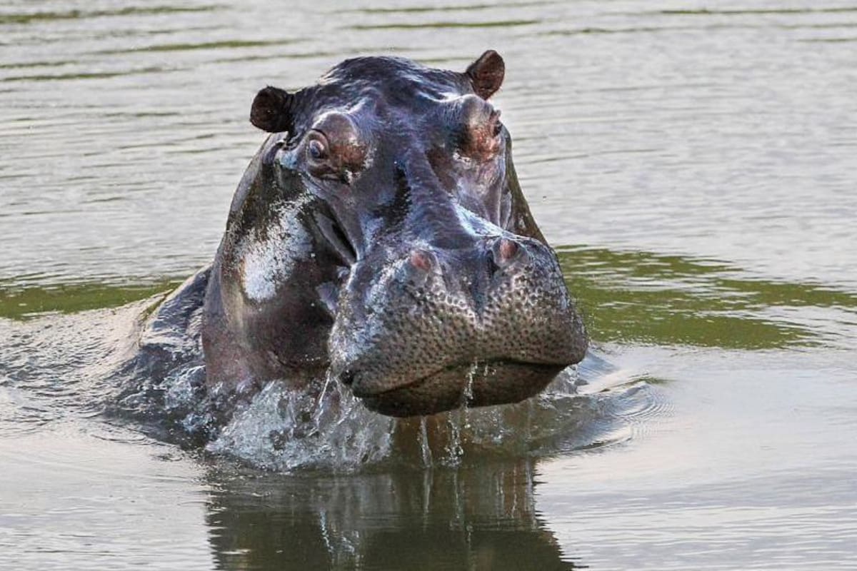 Hipopótamos de Pablo Escobar recibirán la eutanasia