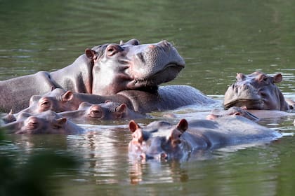 Hipopótamos en el lago de la hacienda Nápoles, tras la importación que hizo el capo de la droga Pablo Escobar de tres hembras y un macho hace décadas para tenerlos en su espacio privado, en Puerto Triunfo, Colombia, el 4 de febrero de 2021. (AP Foto/Fernando Vergara, Archivo)