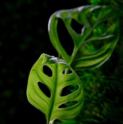 Hoja de la planta monstera (Foto ilustrativa: PIXABAY)