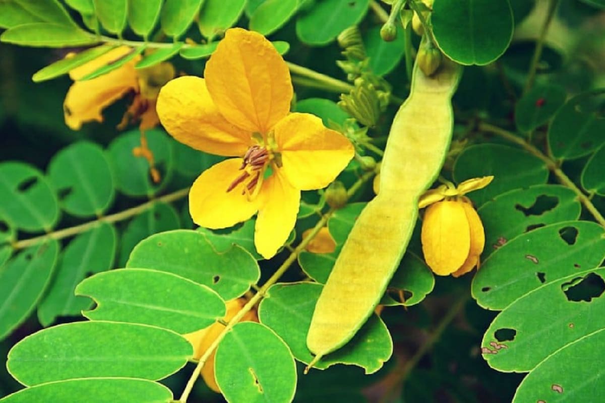 Hoja de sen o sen del campo, la planta medicinal que es perfecta para el estreñimiento