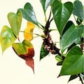 8 señales en las hojas que revelan qué le está pasando a una planta