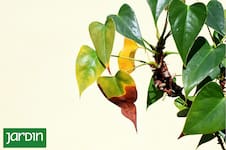 8 señales en las hojas que revelan qué le está pasando a una planta
