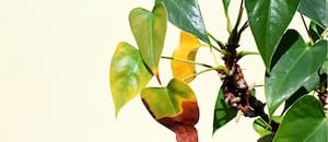 8 señales en las hojas que revelan qué le está pasando a una planta