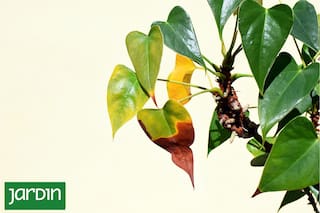 8 señales en las hojas que revelan qué le está pasando a una planta