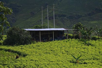 Algunos de los expertos consultados por BBC Mundo concluyen que hay tecnificaciones químicas en el negocio de la droga solo al alcance de talentos formados.