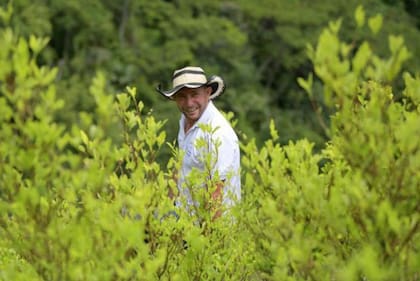 La mayor productividad de la hoja de coca supone una paradoja para el campesino: más cosechas pero también más producto que no siempre logra vender.