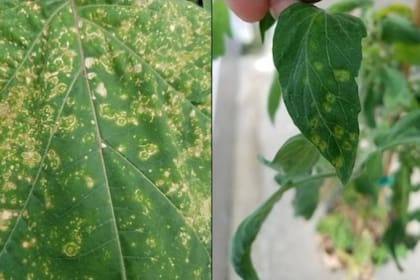 Hojas de estramonio y tomate afectadas por el virus de la mancha clorótica del tomate