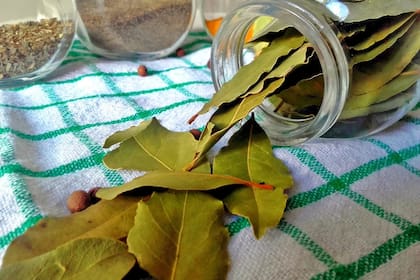 Hojas de laurel en casa: ¿dónde colocarlas para repeler cucarachas y atraer la buena suerte?