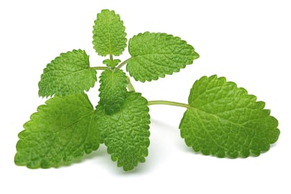 Hojas frescas de melisa: su perfume cítrico y suave actúa como un bálsamo natural para calmar la ansiedad, relajar el cuerpo y favorecer un sueño más sereno