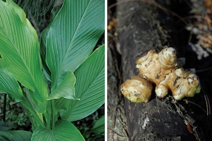 Hojas y rizomas de la planta de jengibre. Este vegetal posee resinas, grasas, almidón, minerales, aminoácidos y vitaminas A y B. Su aceite esencial es antiespasmódico. En la medicina china se lo utiliza para tratar resfríos, gripes y problemas respiratorios. En comprimidos o en tintura, el jengible está indicado para náuseas, mareos y problemas digestivos