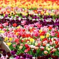 Tulipanes: el lujo efímero que impulsa el turismo y la economía