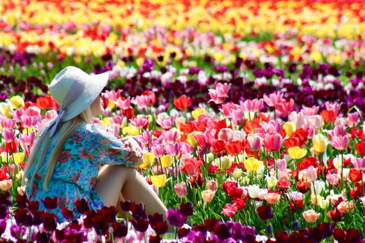 Holland Ridge Farms es conocida principalmente por sus 8 millones de tulipanes, que los visitantes pueden ver