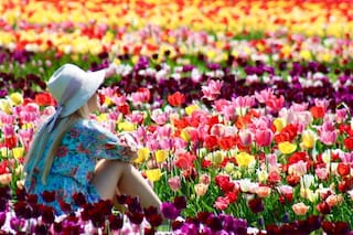 Tulipanes: el lujo efímero que impulsa el turismo y la economía