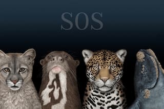 SOS Animals of Argentina. Puma, giant otter, jaguar and southern right whale: LA NACION’S nature project
