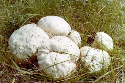 Hongo gigantes en los campos de Miramar fotografiados por Montesinos en el verano de 1975