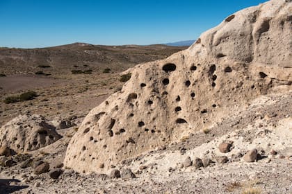 Hongos de Tocota, un sitio único entre la Cordillera de los Andes y la Pre Cordillera.